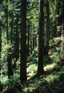 Redwoods