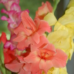 Gladiolus - Copy