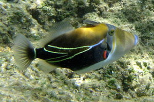 320px-Reef_Triggerfish