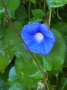 morning glory