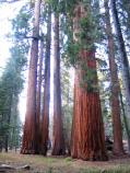 Sequoia National Park in California