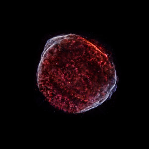 X-Ray remnants of SN1006