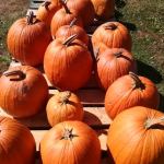 line of pumpkins