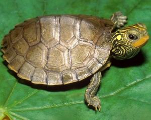 Common Map Turtle