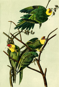 Green and Yellow Parakeet